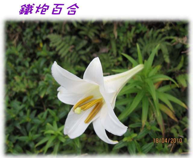 【蘭嶼好好玩】Day 2~我在蘭嶼，天氣晴(上)
