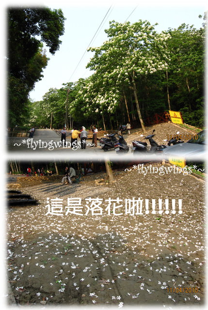 10。04。11~2010挑水古道看桐花