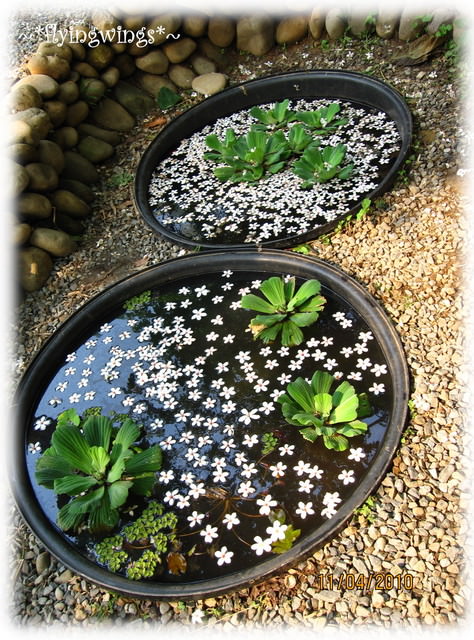 10。04。11~2010挑水古道看桐花