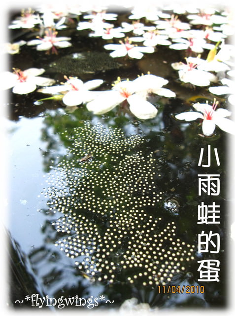 10。04。11~2010挑水古道看桐花