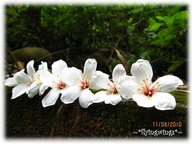 10。04。11~2010挑水古道看桐花