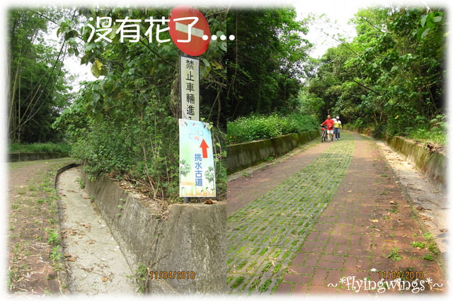 10。04。11~2010挑水古道看桐花