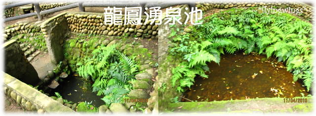 10。04。11~2010挑水古道看桐花