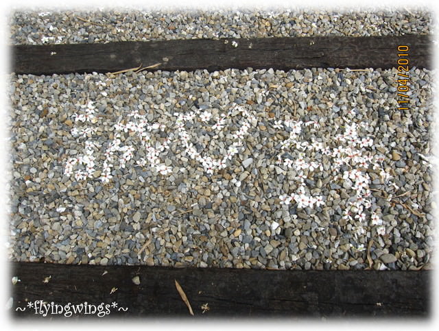 10。04。11~2010挑水古道看桐花