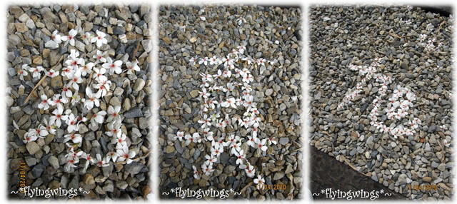10。04。11~2010挑水古道看桐花