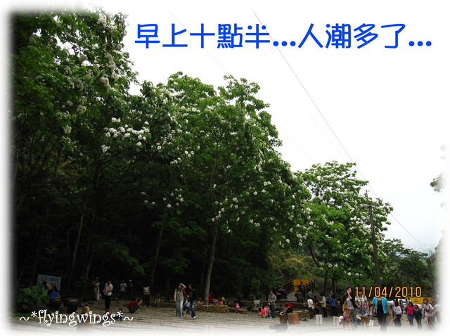 10。04。11~2010挑水古道看桐花