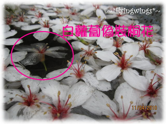 10。04。11~2010挑水古道看桐花