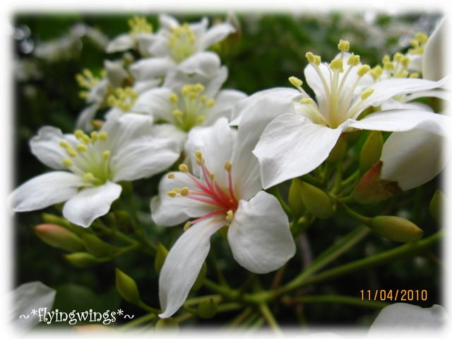 10。04。11~2010挑水古道看桐花