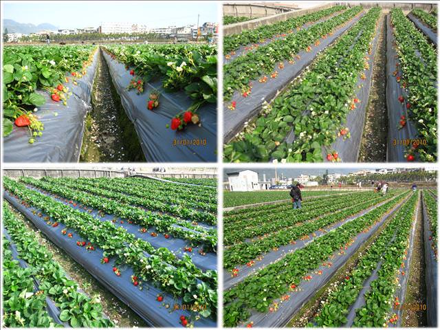 10。01。31~大湖草莓趣 - 第4張圖 10。01。31~大湖草莓趣