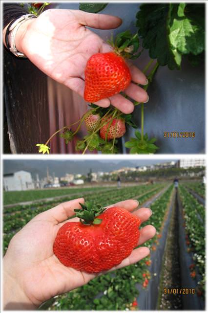 10。01。31~大湖草莓趣 - 第6張圖 10。01。31~大湖草莓趣
