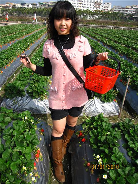 10。01。31~大湖草莓趣 - 第13張圖 10。01。31~大湖草莓趣