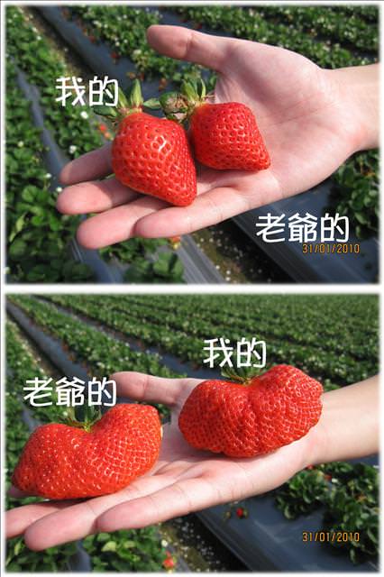 10。01。31~大湖草莓趣 - 第15張圖 10。01。31~大湖草莓趣