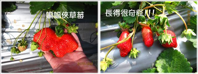 10。01。31~大湖草莓趣 - 第19張圖 10。01。31~大湖草莓趣