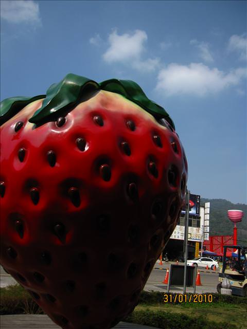10。01。31~大湖草莓趣 - 第29張圖 10。01。31~大湖草莓趣