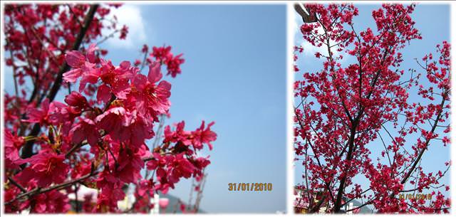 10。01。31~大湖草莓趣 - 第37張圖 10。01。31~大湖草莓趣