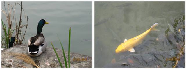 10。01。31~大湖草莓趣 - 第43張圖 10。01。31~大湖草莓趣