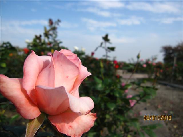 10。01。28~溪州花博公園