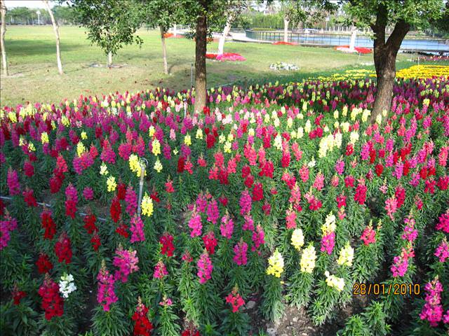 10。01。28~溪州花博公園