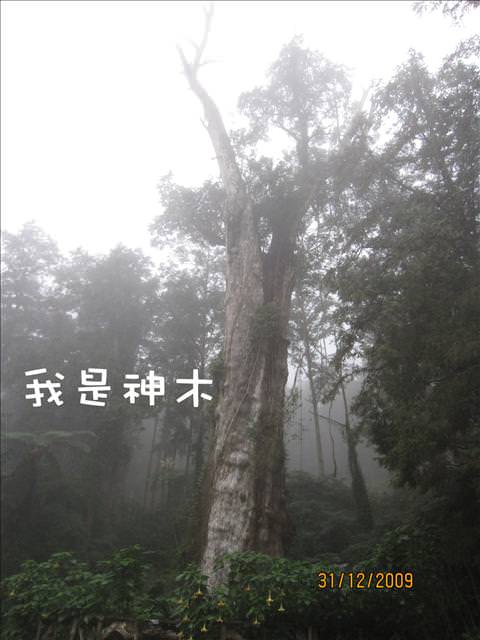 WINTER~中台灣之旅~DAY 4~溪頭(下)、鹿港吃吃吃 - 第12張圖 WINTER~中台灣之旅~DAY 4~溪頭(下)、鹿港吃吃吃