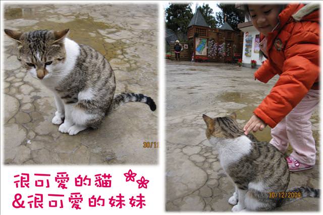 WINTER~中台灣之旅~DAY 3~清境小瑞士花園 - 第42張圖 WINTER~中台灣之旅~DAY 3~清境小瑞士花園