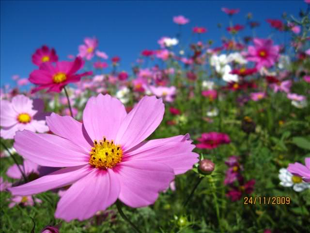 09。11。24~2009新社花海行。啪兔 - 第11張圖 09。11。24~2009新社花海行。啪兔