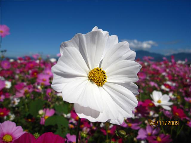 09。11。24~2009新社花海行。啪兔 - 第12張圖 09。11。24~2009新社花海行。啪兔