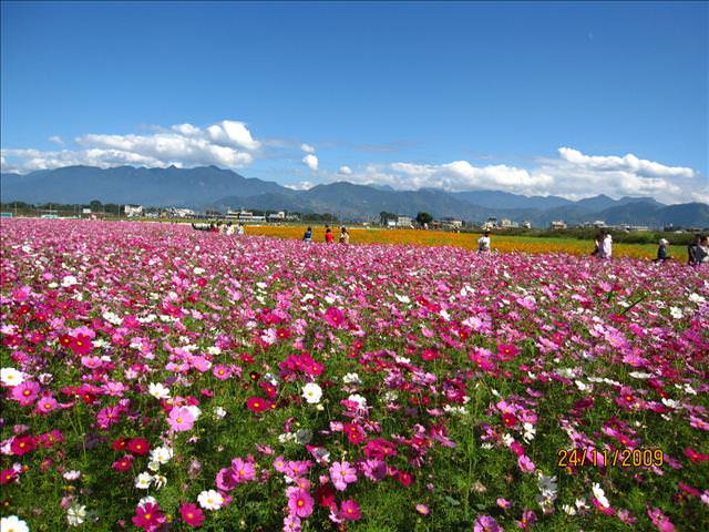 09。11。24~2009新社花海行。啪兔 - 第16張圖 09。11。24~2009新社花海行。啪兔