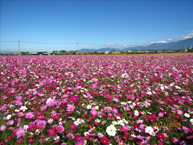 09。11。24~2009新社花海行。啪兔 - 第17張圖 09。11。24~2009新社花海行。啪兔