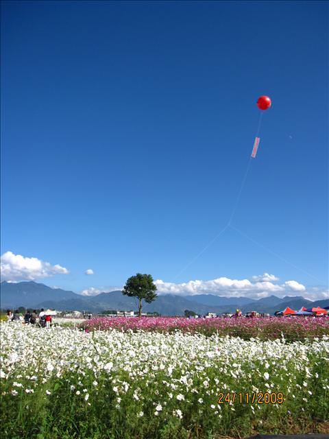 09。11。24~2009新社花海行。啪兔 - 第36張圖 09。11。24~2009新社花海行。啪兔