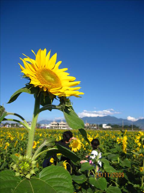 09。11。24~2009新社花海行。啪兔 - 第42張圖 09。11。24~2009新社花海行。啪兔