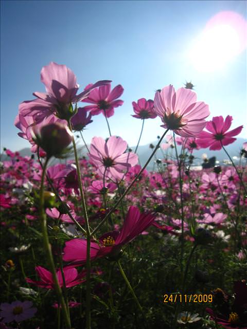 09。11。24~2009新社花海行。啪兔 - 第47張圖 09。11。24~2009新社花海行。啪兔