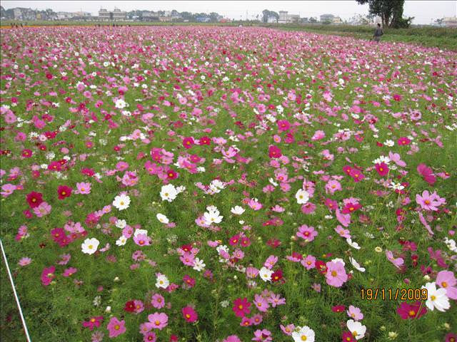 09。11。19~2009新社花海行。啪萬 - 第10張圖 09。11。19~2009新社花海行。啪萬