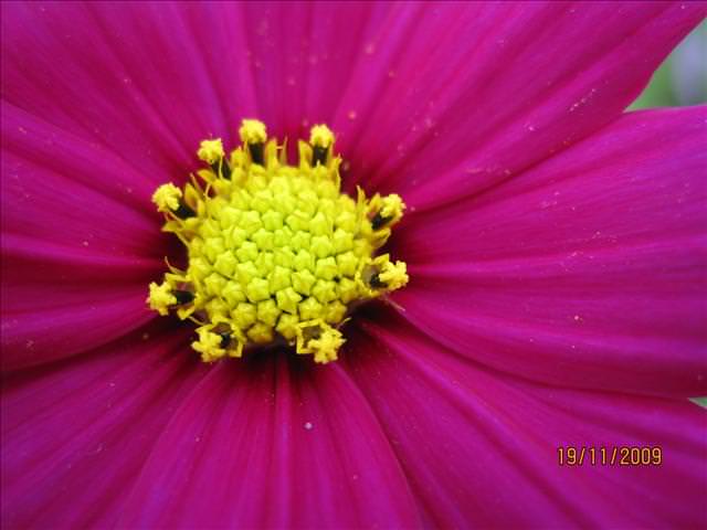 09。11。19~2009新社花海行。啪萬