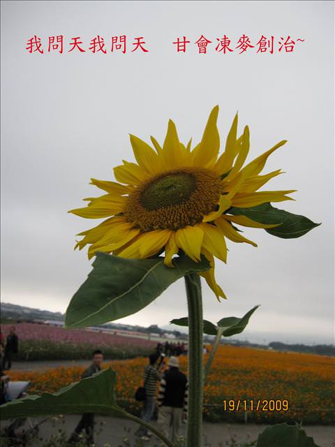 09。11。19~2009新社花海行。啪萬 - 第19張圖 09。11。19~2009新社花海行。啪萬