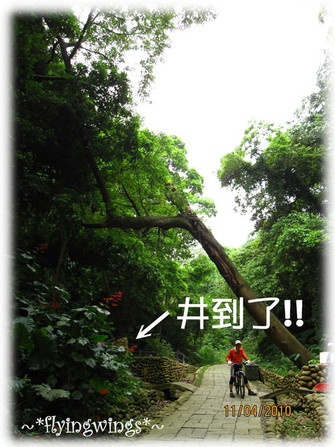 10。04。11~2010挑水古道看桐花