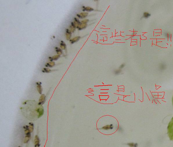 大魚生小魚 - 第10張圖 大魚生小魚