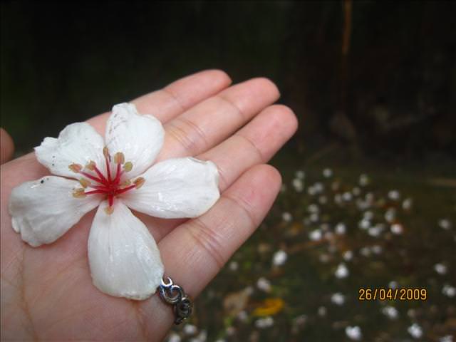 09。04。26~一朵桐花，正夯!!