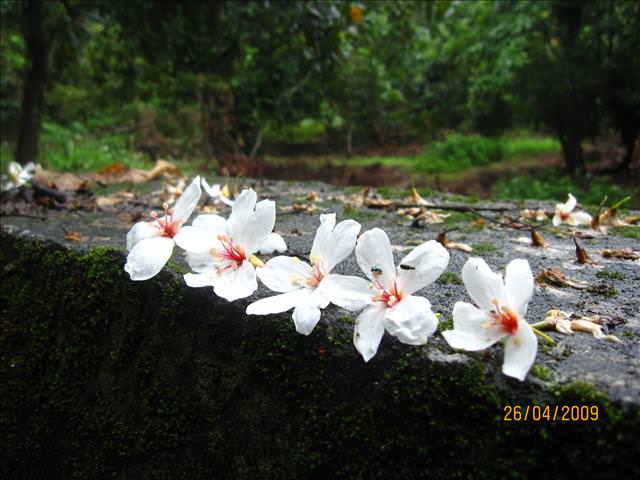 09。04。26~一朵桐花，正夯!!
