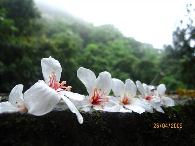 09。04。26~一朵桐花，正夯!!