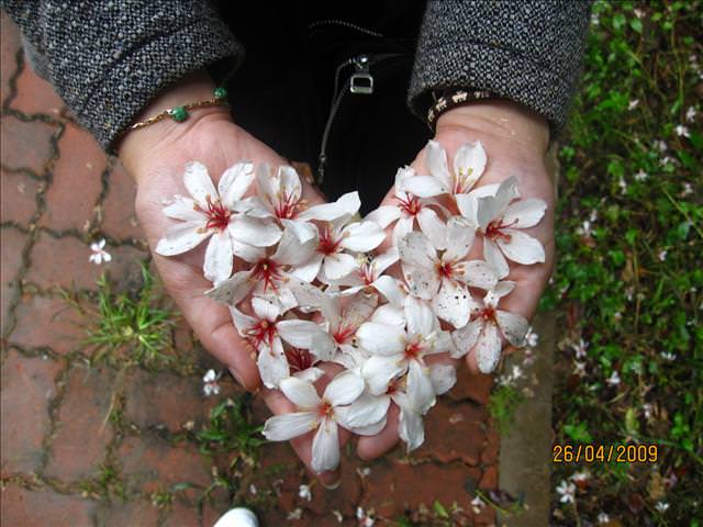 09。04。26~一朵桐花，正夯!!