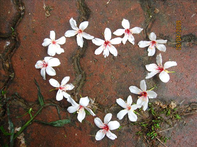 09。04。26~一朵桐花，正夯!!