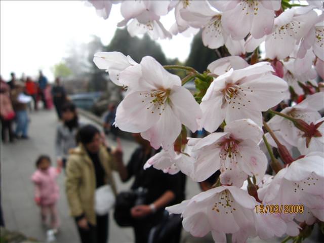 SPRING~阿里山櫻花季~Day 2