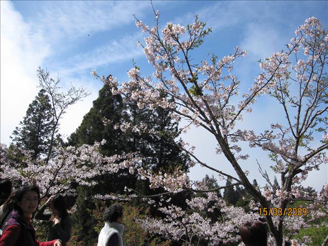 SPRING~阿里山櫻花季~Day 2