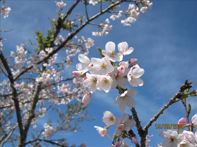 SPRING~阿里山櫻花季~Day 2