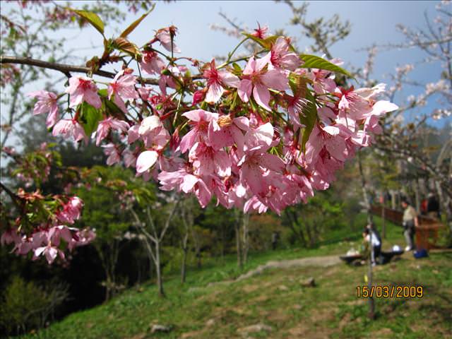 SPRING~阿里山櫻花季~Day 2