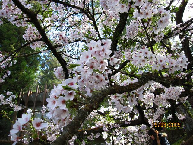 SPRING~阿里山櫻花季~Day 2
