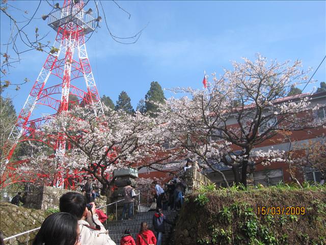 SPRING~阿里山櫻花季~Day 2