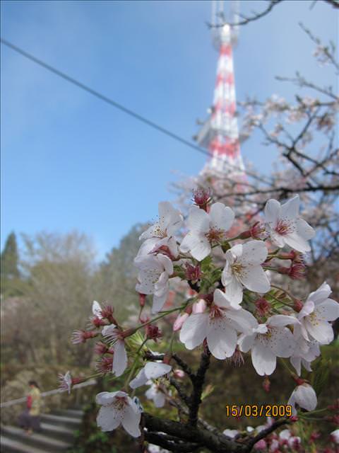 SPRING~阿里山櫻花季~Day 2