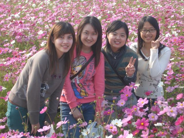 菊花海