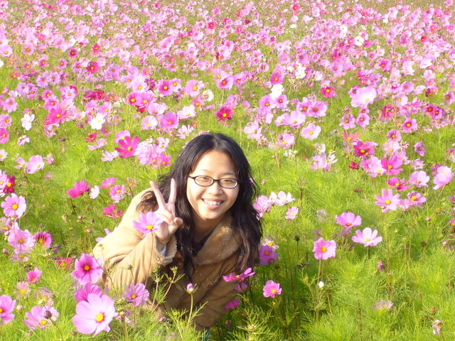 菊花海